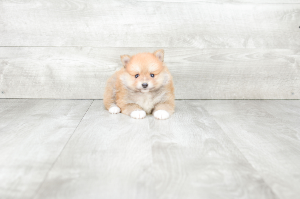 Pomeranian Puppy for Adoption