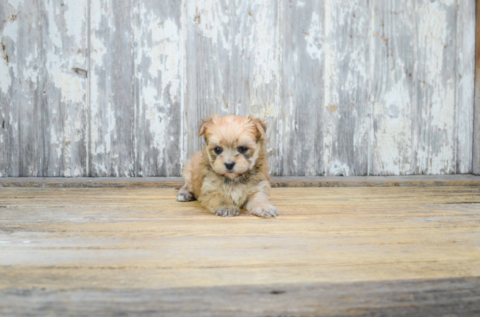Fluffy Morkie Designer Pup