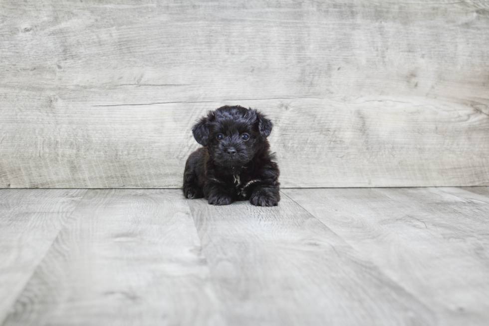 Little Yorkie Designer Puppy