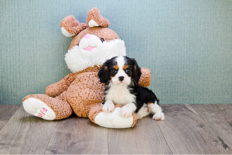 Cavalier King Charles Spaniel Puppy for Adoption