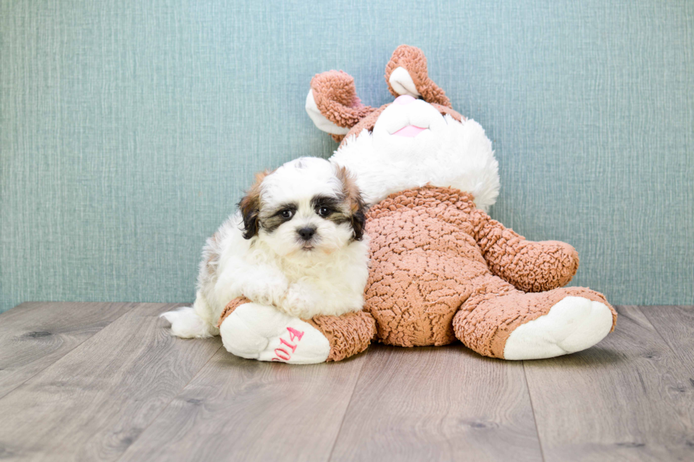 Smart Teddy Bear Designer Pup