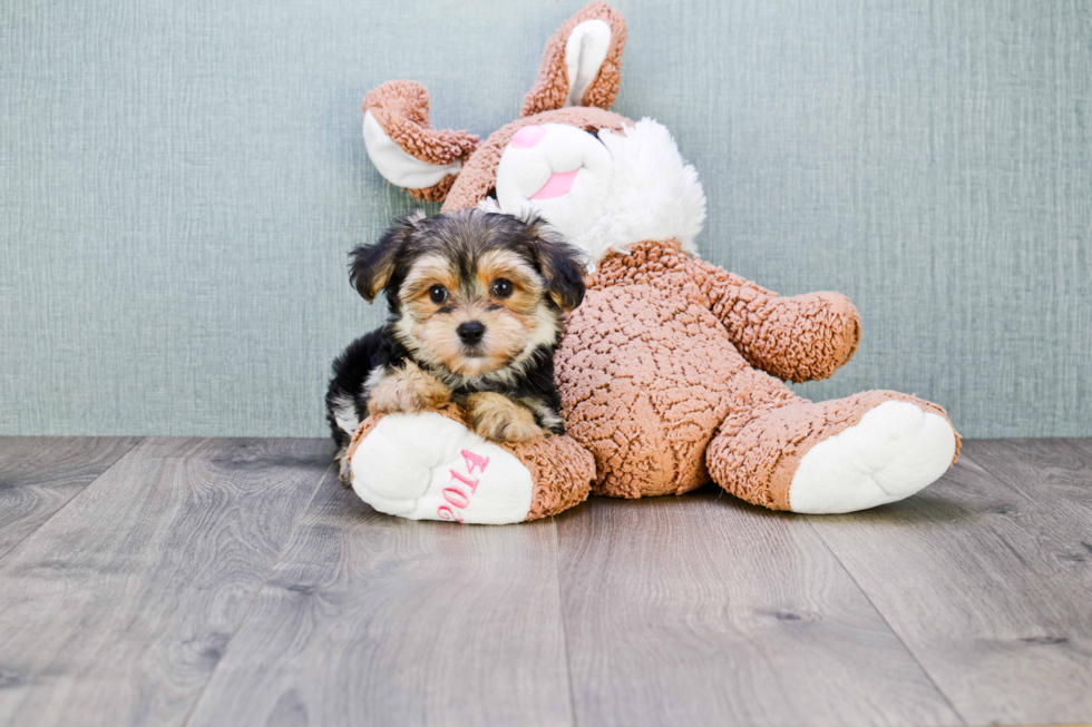 Morkie Puppy for Adoption