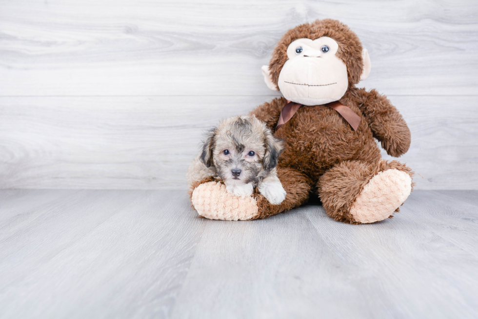 Maltipoo Pup Being Cute