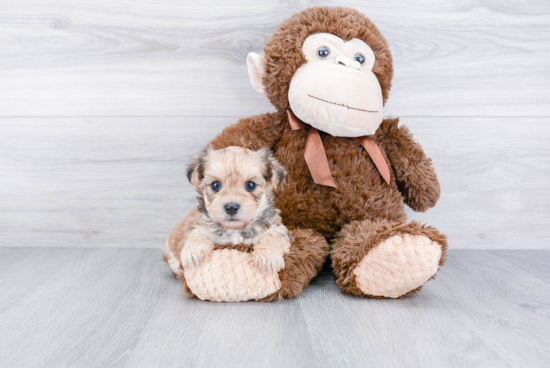 Morkie Pup Being Cute