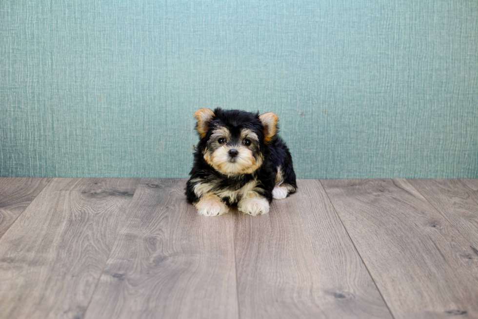 Little Yorkie Designer Puppy