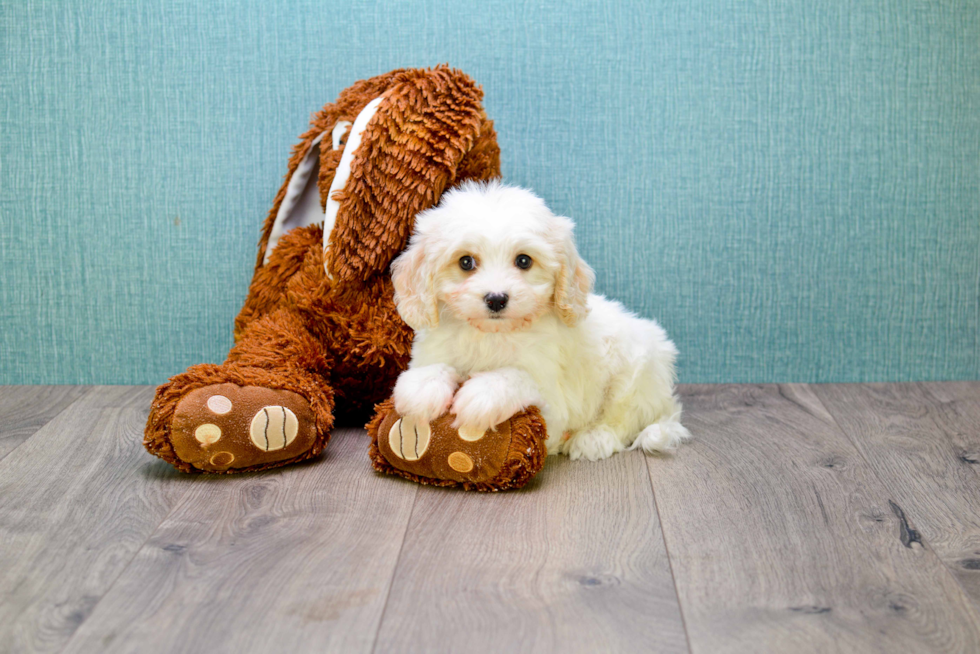 Energetic Cavalier Designer Puppy