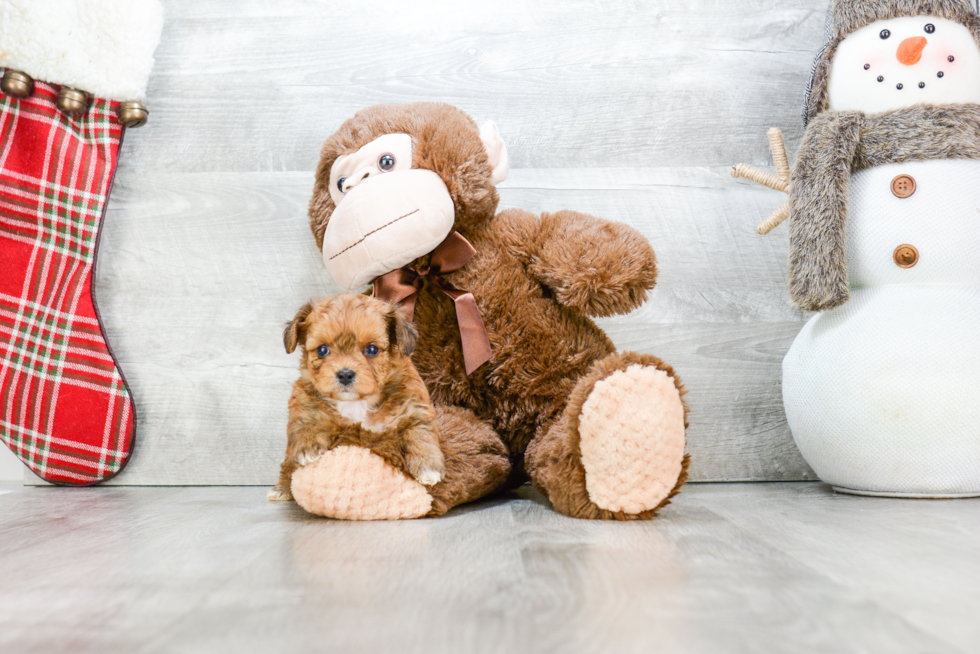 Playful Yorkie Designer Puppy