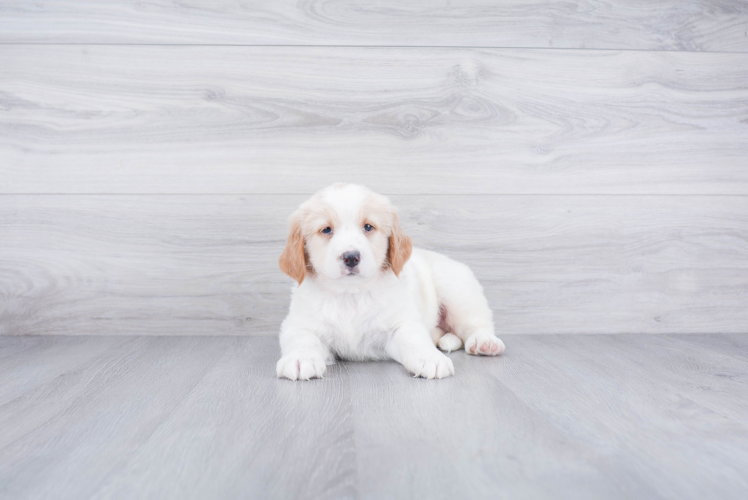 Mini Bernedoodle Puppy for Adoption