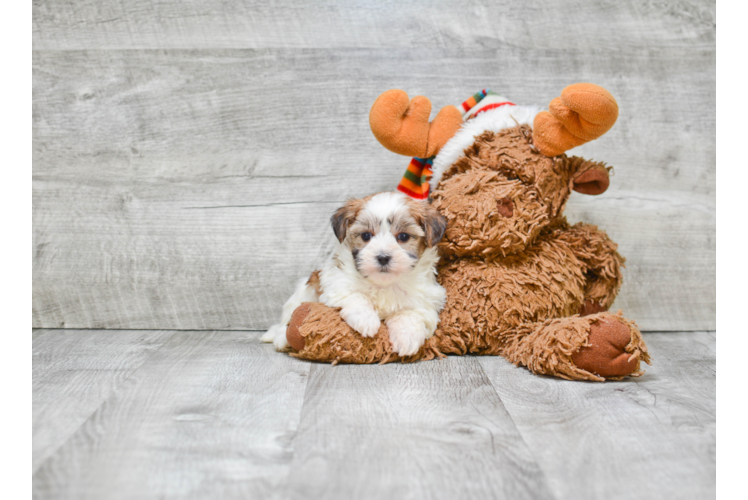 Morkie Puppy for Adoption