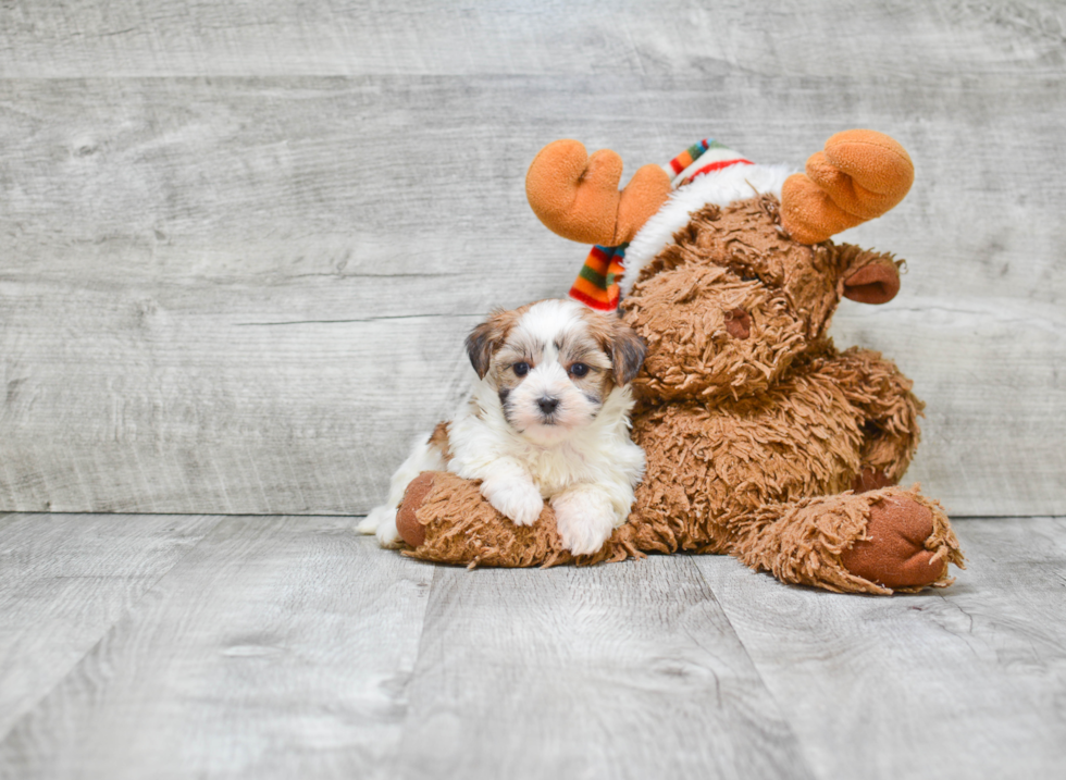 Morkie Puppy for Adoption