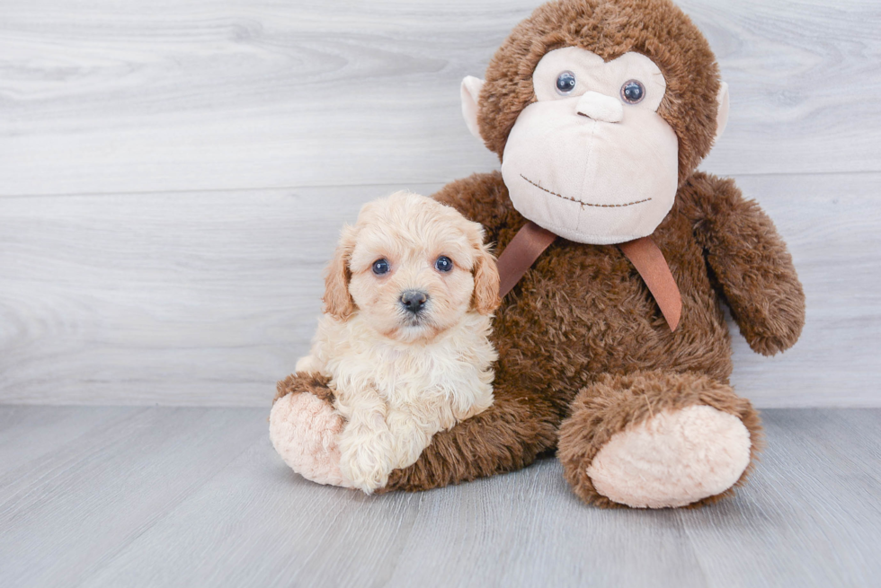 Cavachon Puppy for Adoption