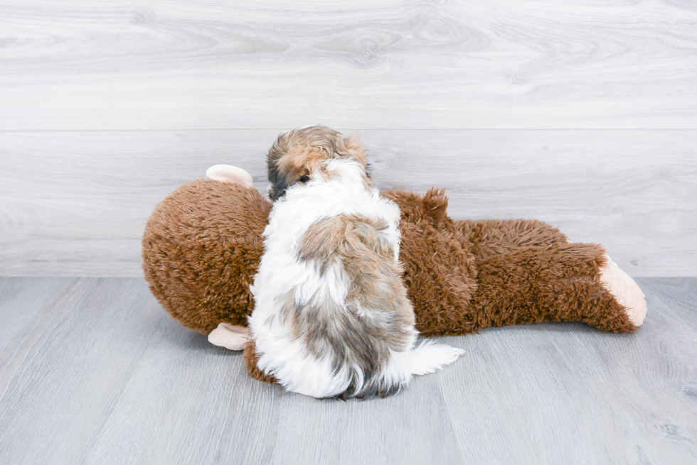 Teddy Bear Pup Being Cute