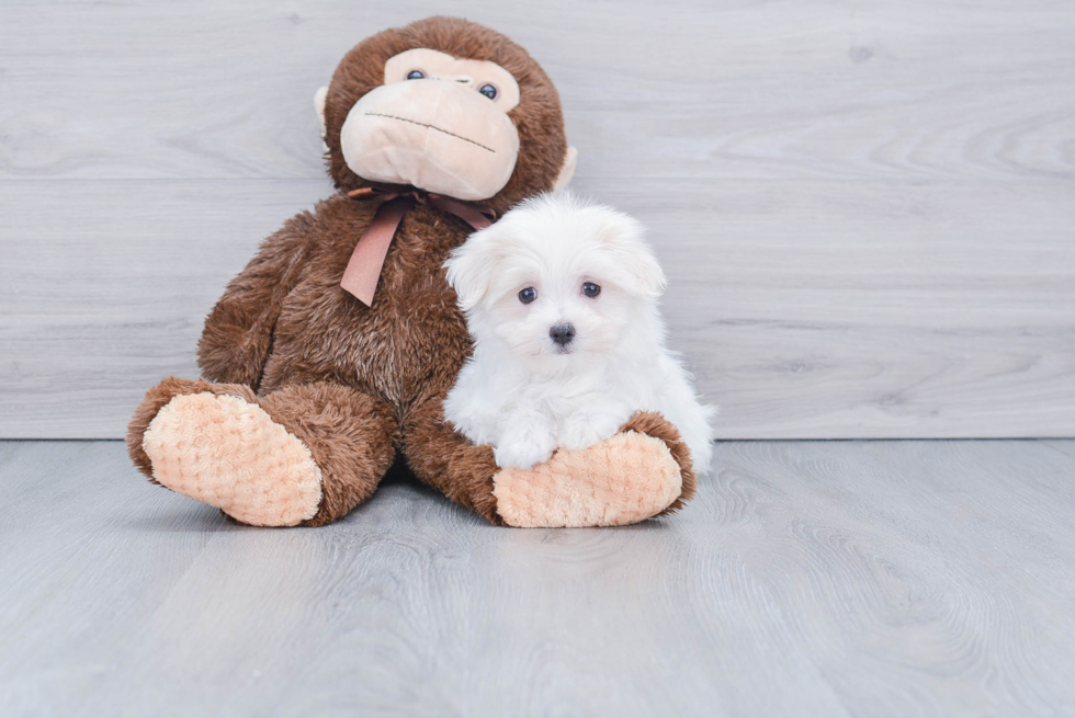 Maltese Pup Being Cute
