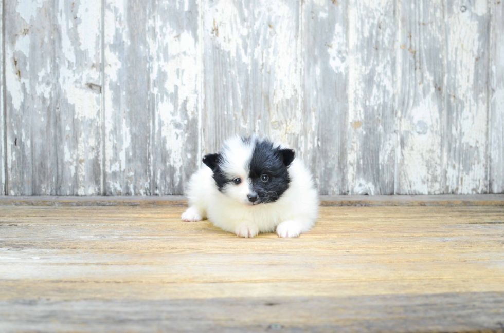 Best Pomeranian Baby