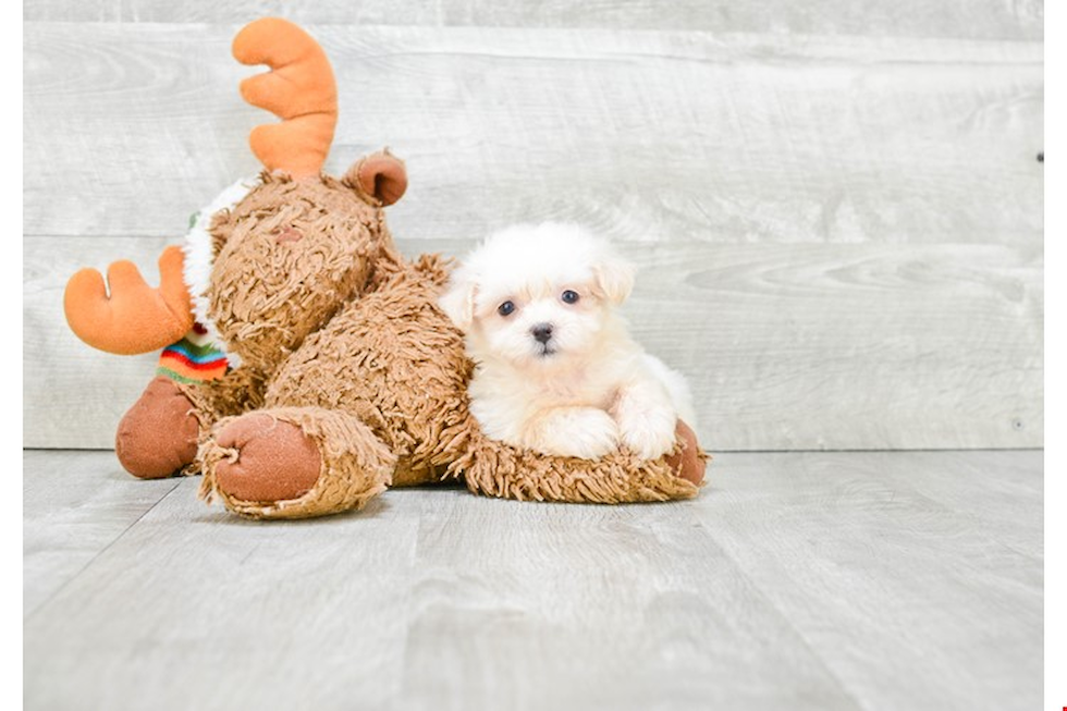 Teddy Bear Puppy for Adoption