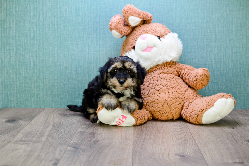 Small Yorkie Poo Baby