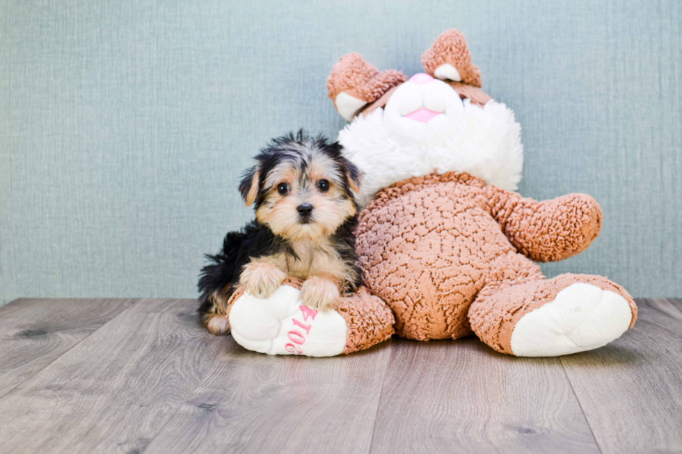 Hypoallergenic Yorkie Designer Puppy