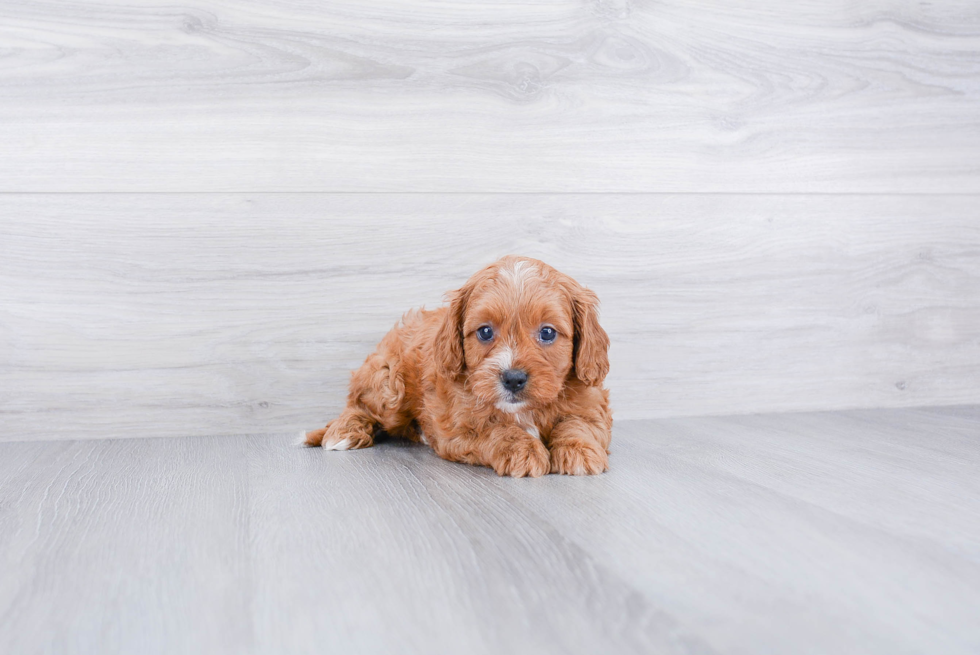Best Cavapoo Baby