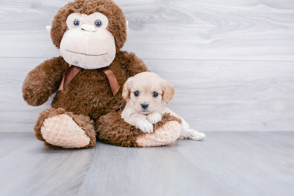 Cavachon Pup Being Cute
