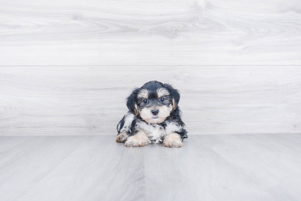 Cute Morkie Baby