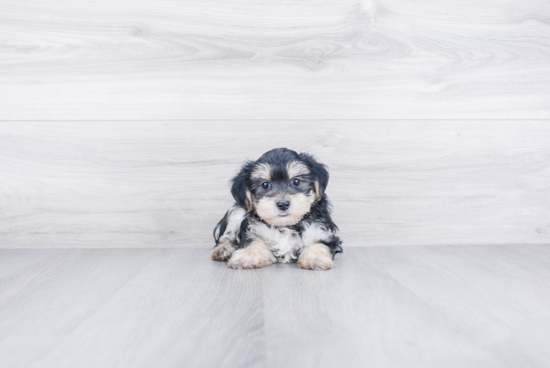 Cute Morkie Baby