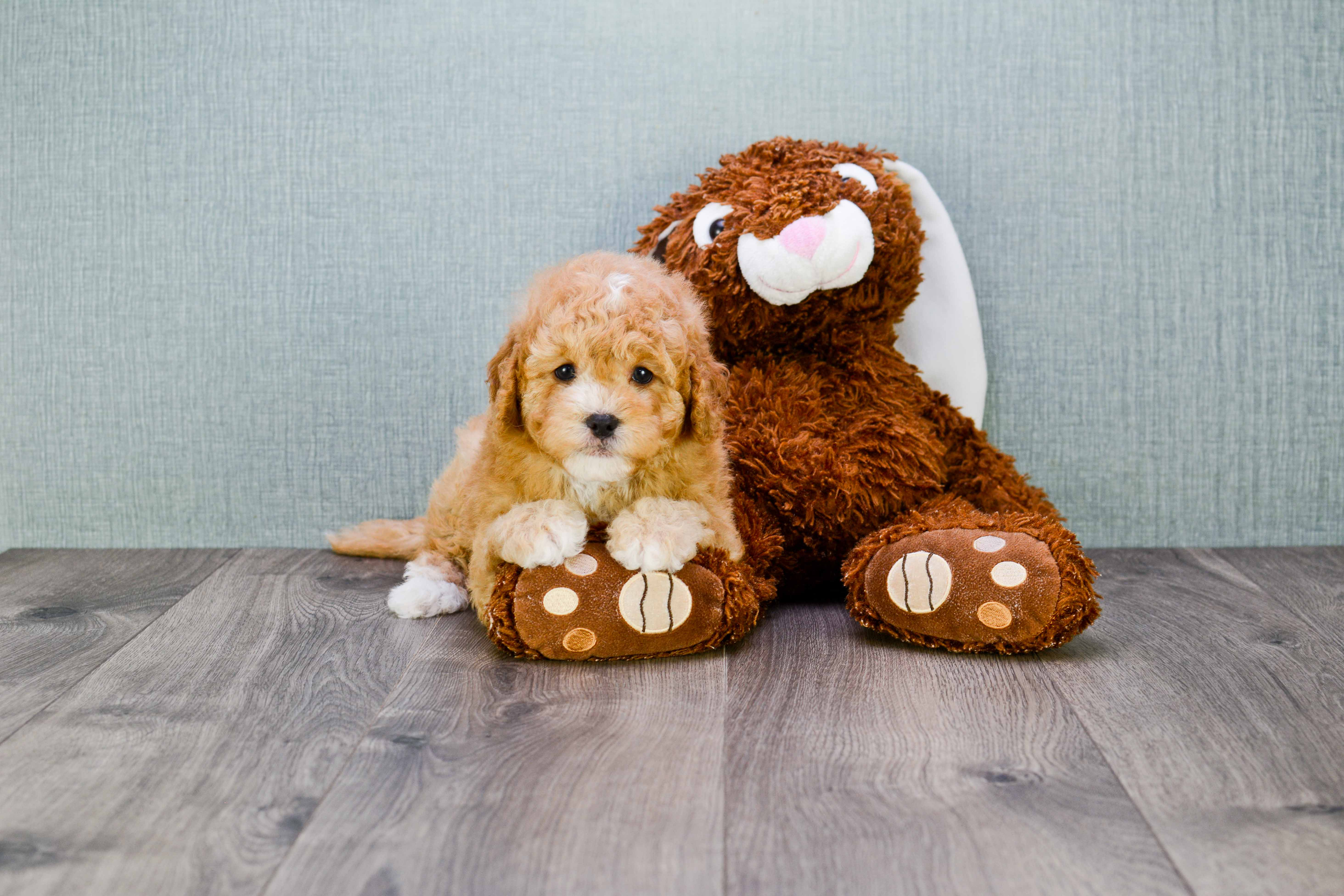 Funny Cavapoo Poodle Mix Pup