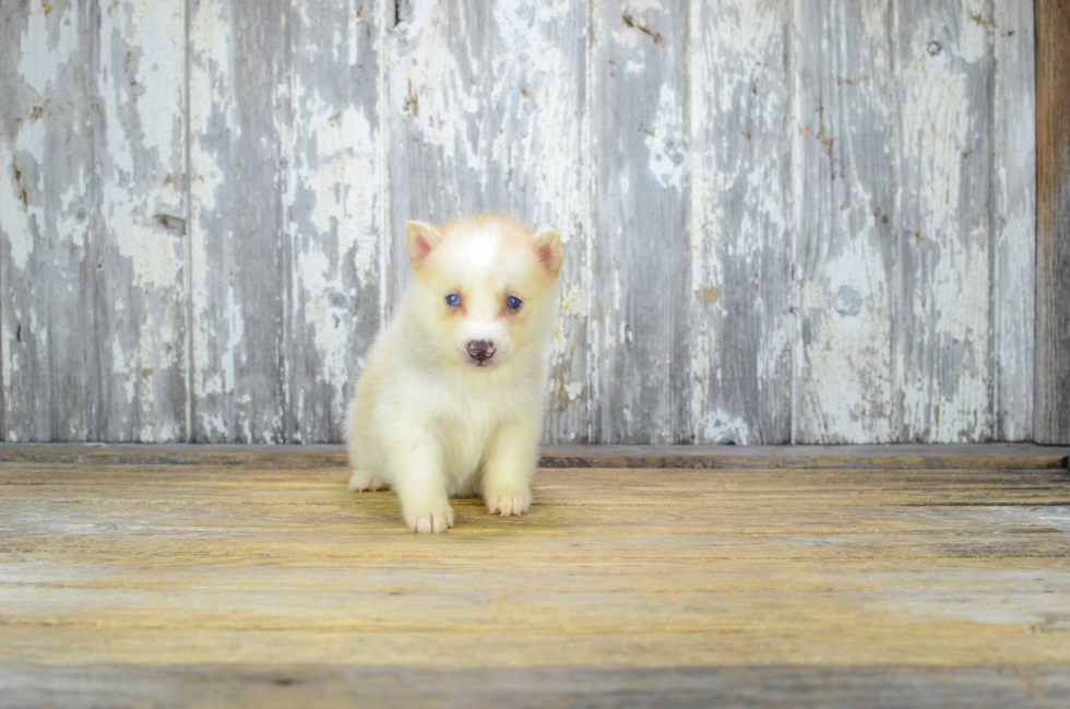 Sweet Pomsky Baby