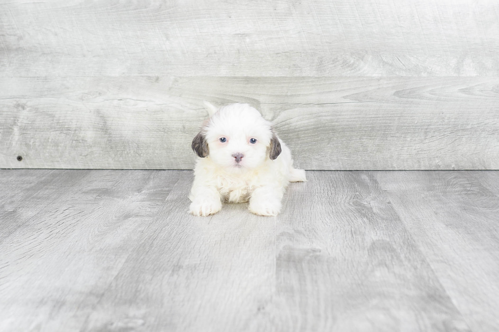 Playful Shitzu Designer Puppy