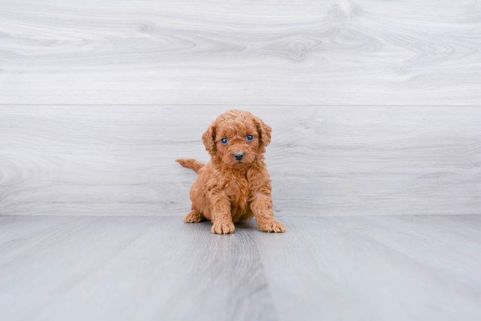 Mini Goldendoodle Pup Being Cute