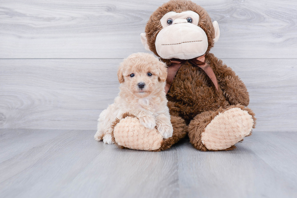 Best Maltipoo Baby