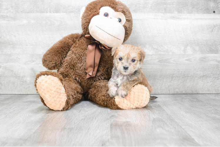 Sweet Morkie Baby