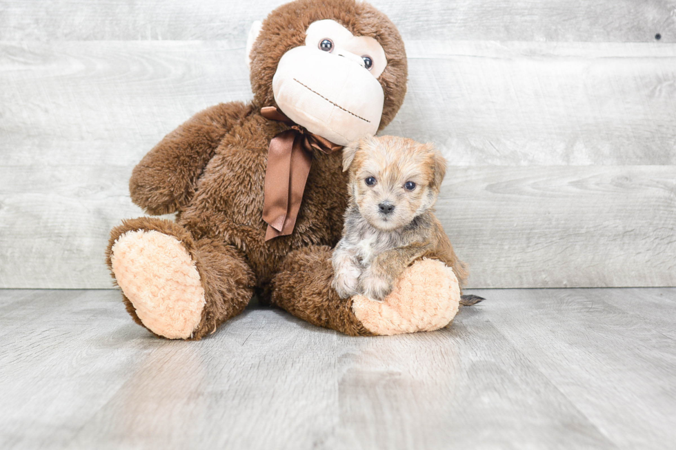 Sweet Morkie Baby