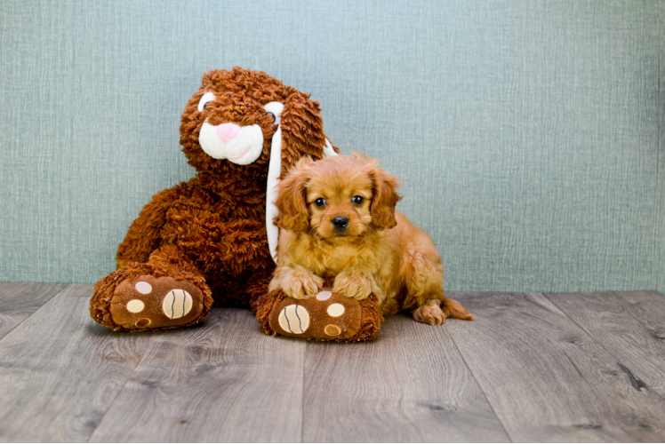 Cavapoo Puppy for Adoption