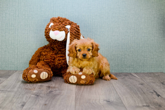 Cavapoo Puppy for Adoption