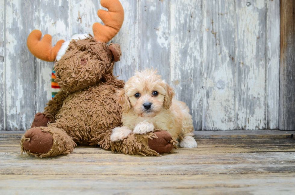 Best Cavapoo Baby