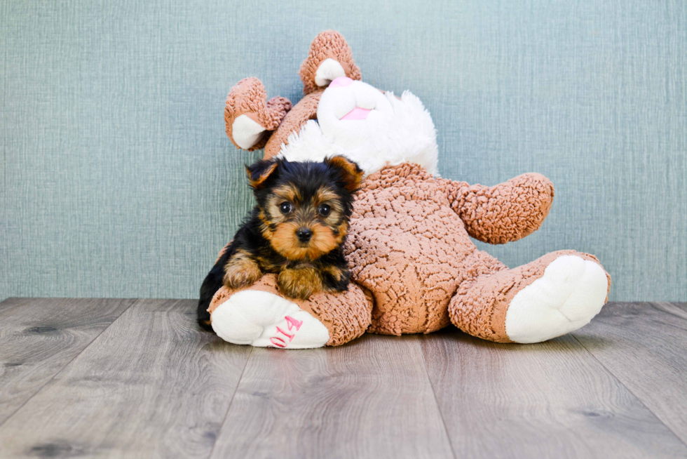 Meet Rascal - our Yorkshire Terrier Puppy Photo 