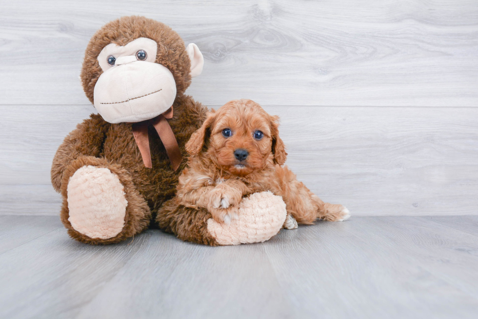 Smart Cavapoo Poodle Mix Pup
