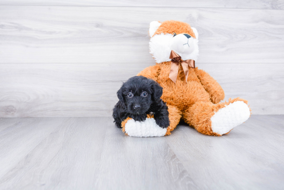 Yorkie Poo Pup Being Cute