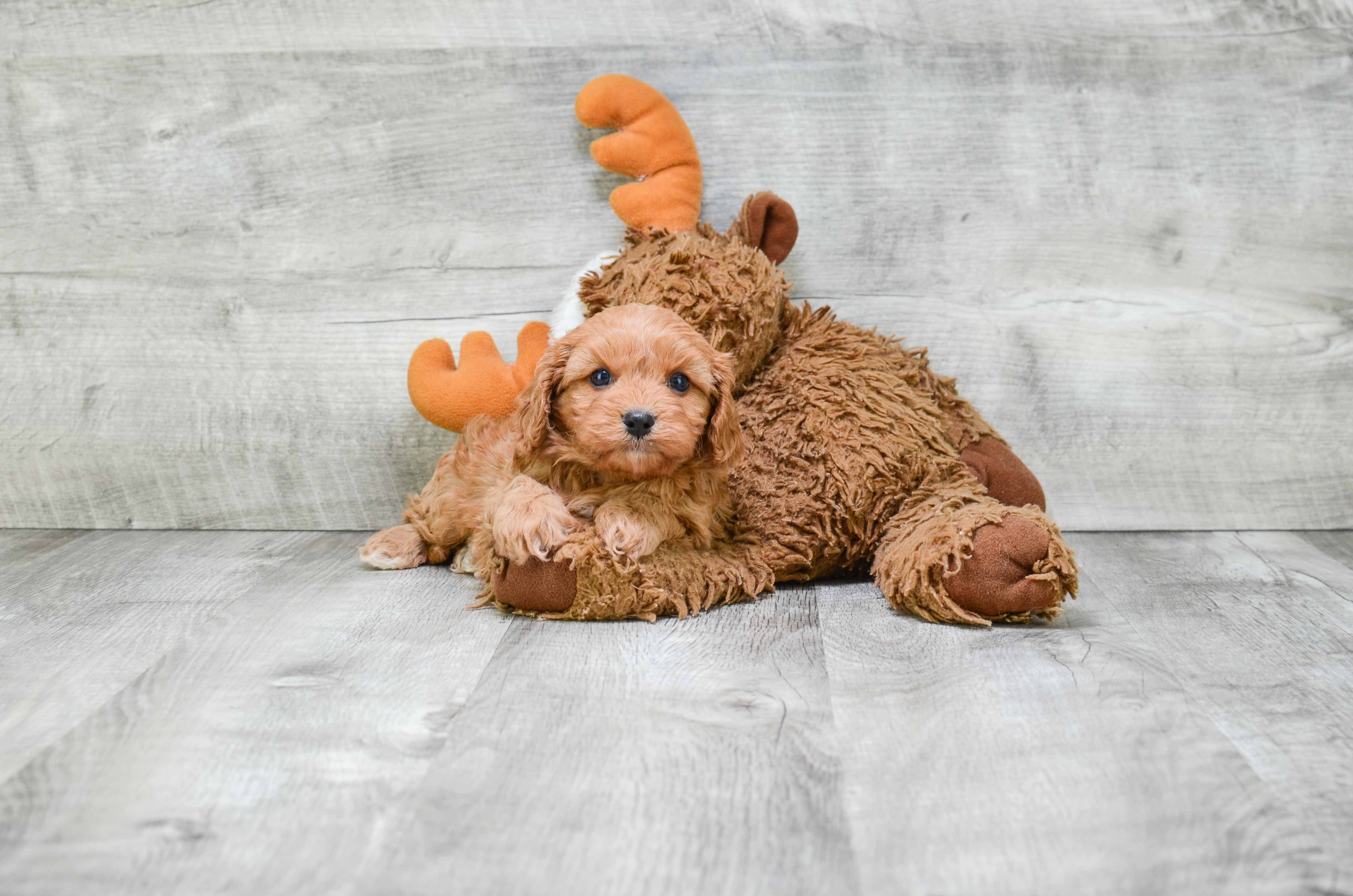 Best Cavapoo Baby