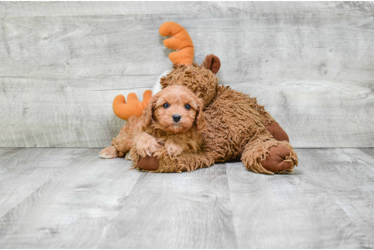 Best Cavapoo Baby