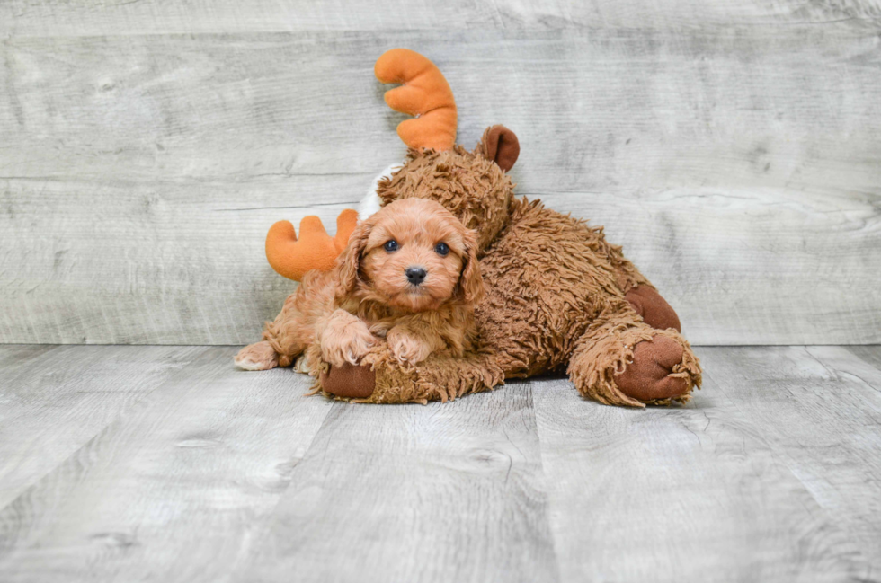 Best Cavapoo Baby