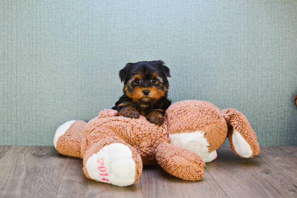 Meet Snickers - our Yorkshire Terrier Puppy Photo 