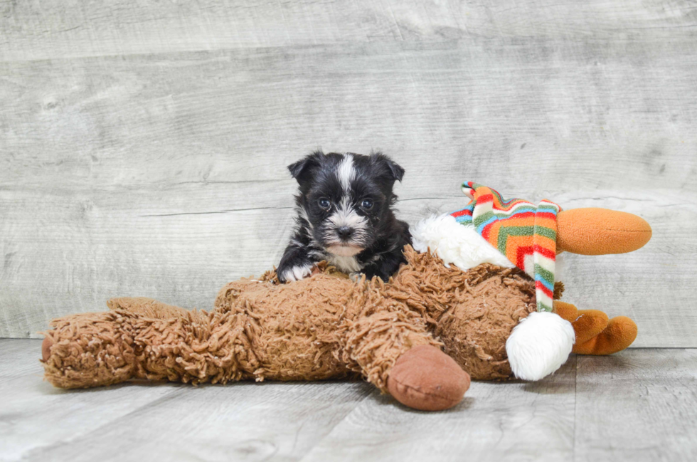 Morkie Pup Being Cute