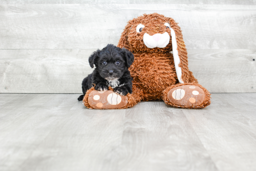 Morkie Pup Being Cute