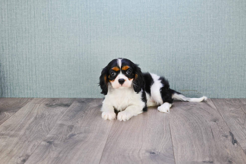 Cavalier King Charles Spaniel Pup Being Cute