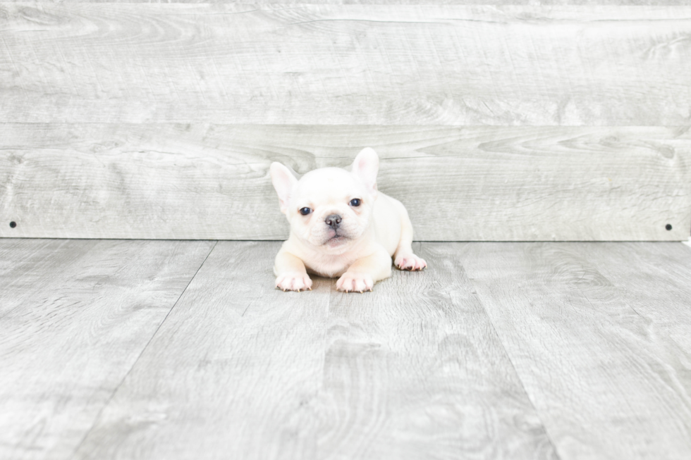 Friendly French Bulldog Baby