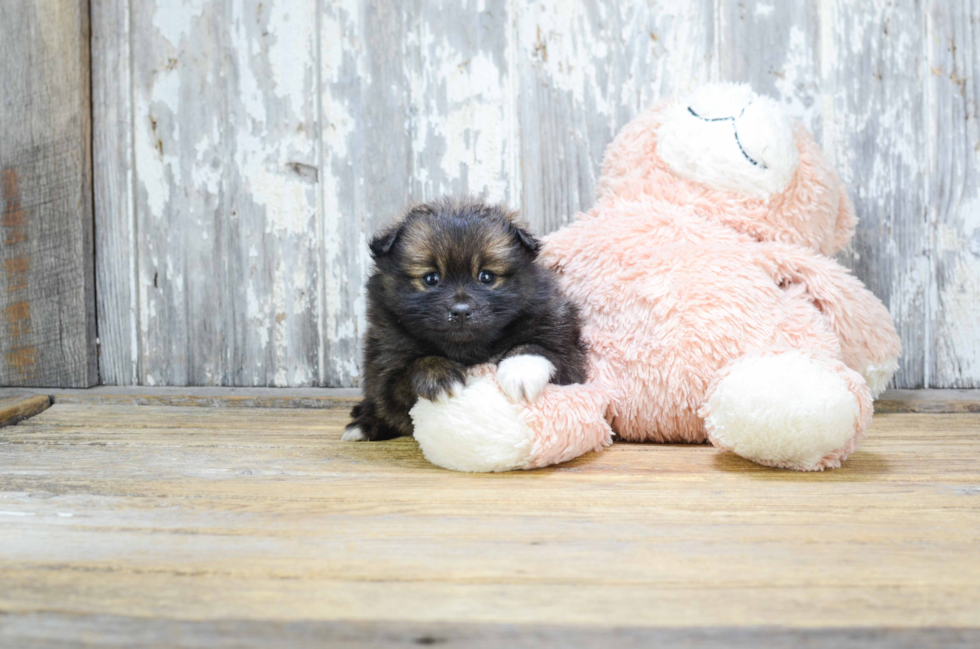 Hypoallergenic Pomeranian Purebred Pup