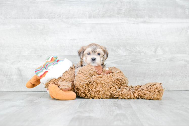Funny Morkie Designer Pup