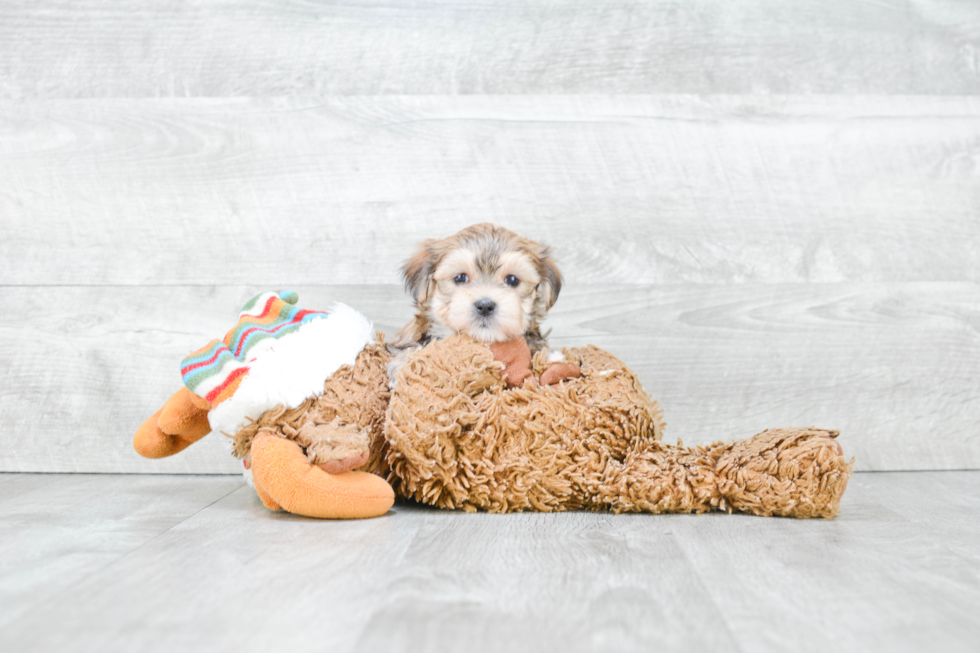 Funny Morkie Designer Pup