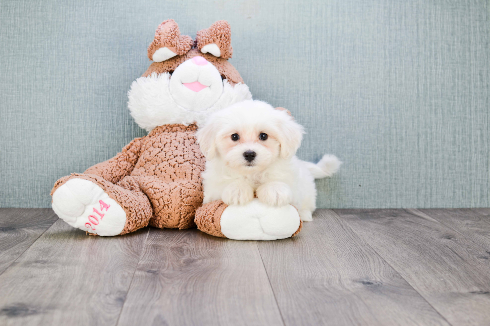 Playful Shi Chon Designer Puppy